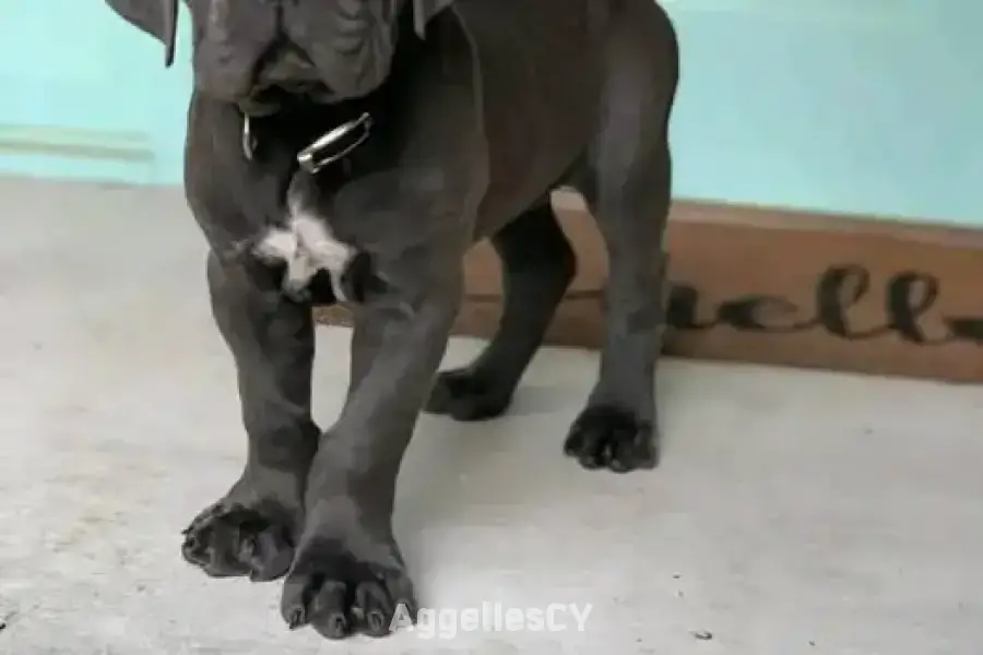 Beautiful Cane Corso puppies