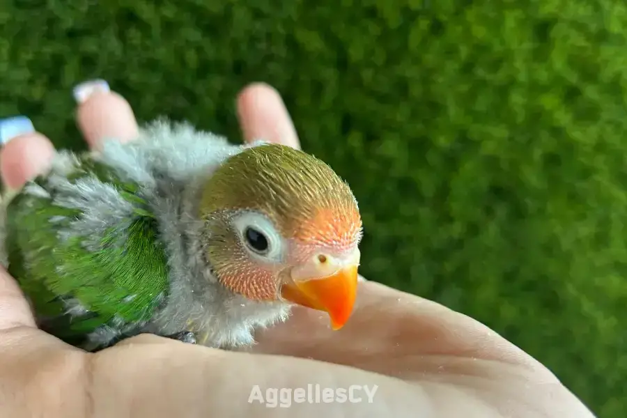 Lovebirds for hand feeding