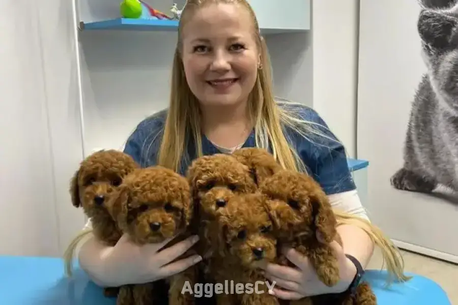 Beautiful Toy Poodle puppies 
