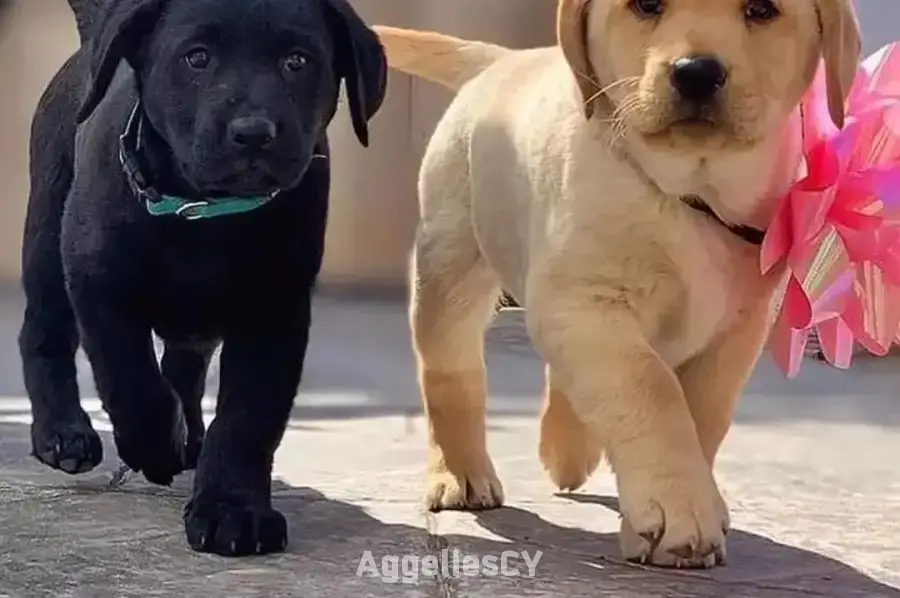 Beautiful Labrador Retriever puppies
