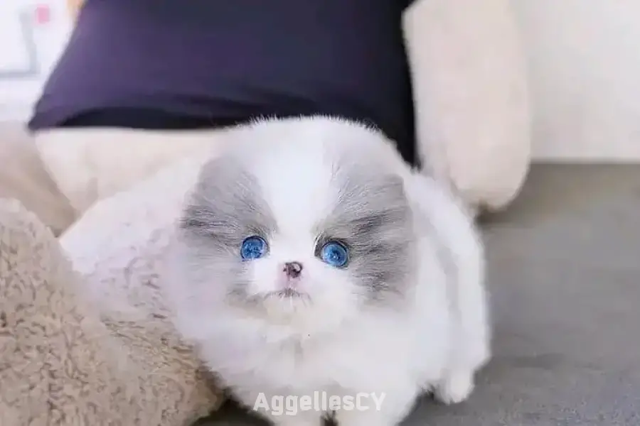 Beautiful Pomeranian puppies for good home