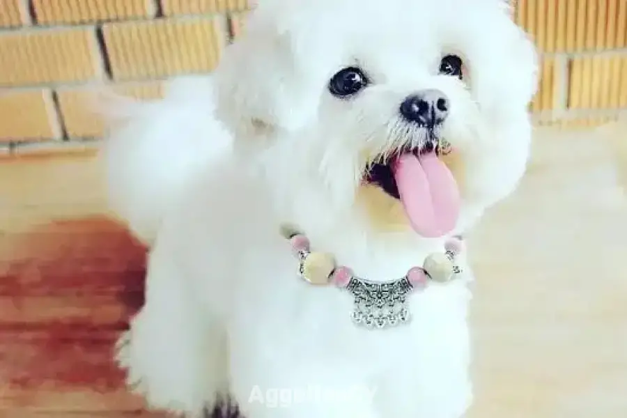 Beautiful Maltese puppies