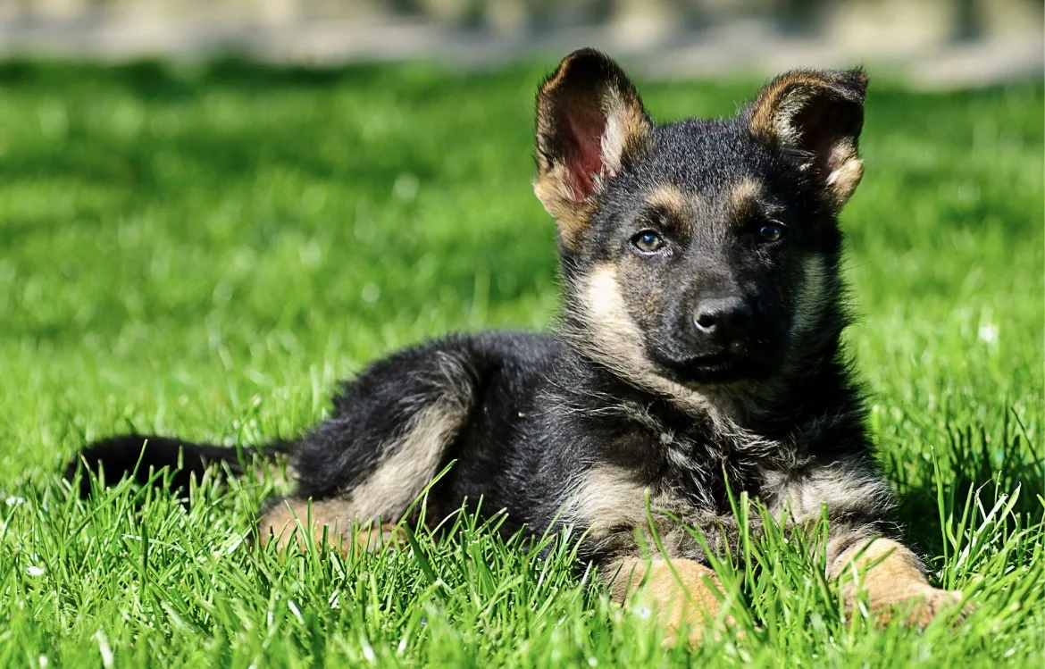 German Shepherd K9 puppies for Sale in Nicosia - €195