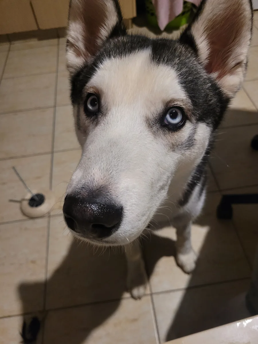 Adorable Puppy for Sale in Nicosia - €350