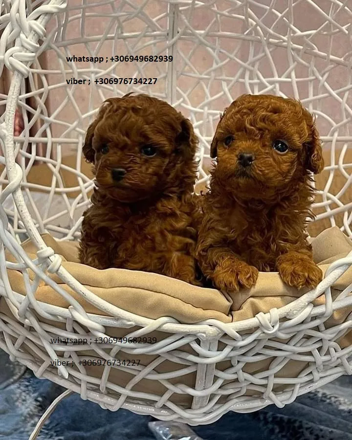 poodle puppies
