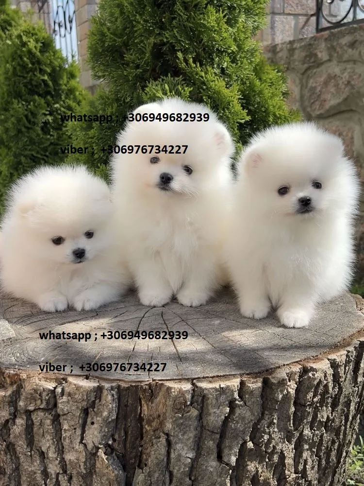 pomeranian puppies