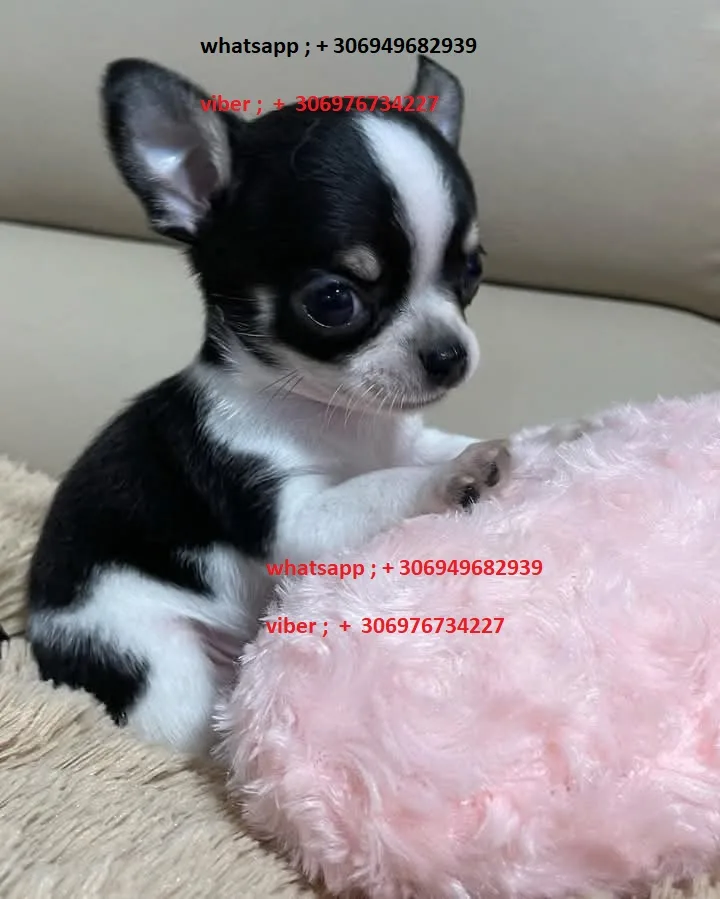 Chihuahua puppies