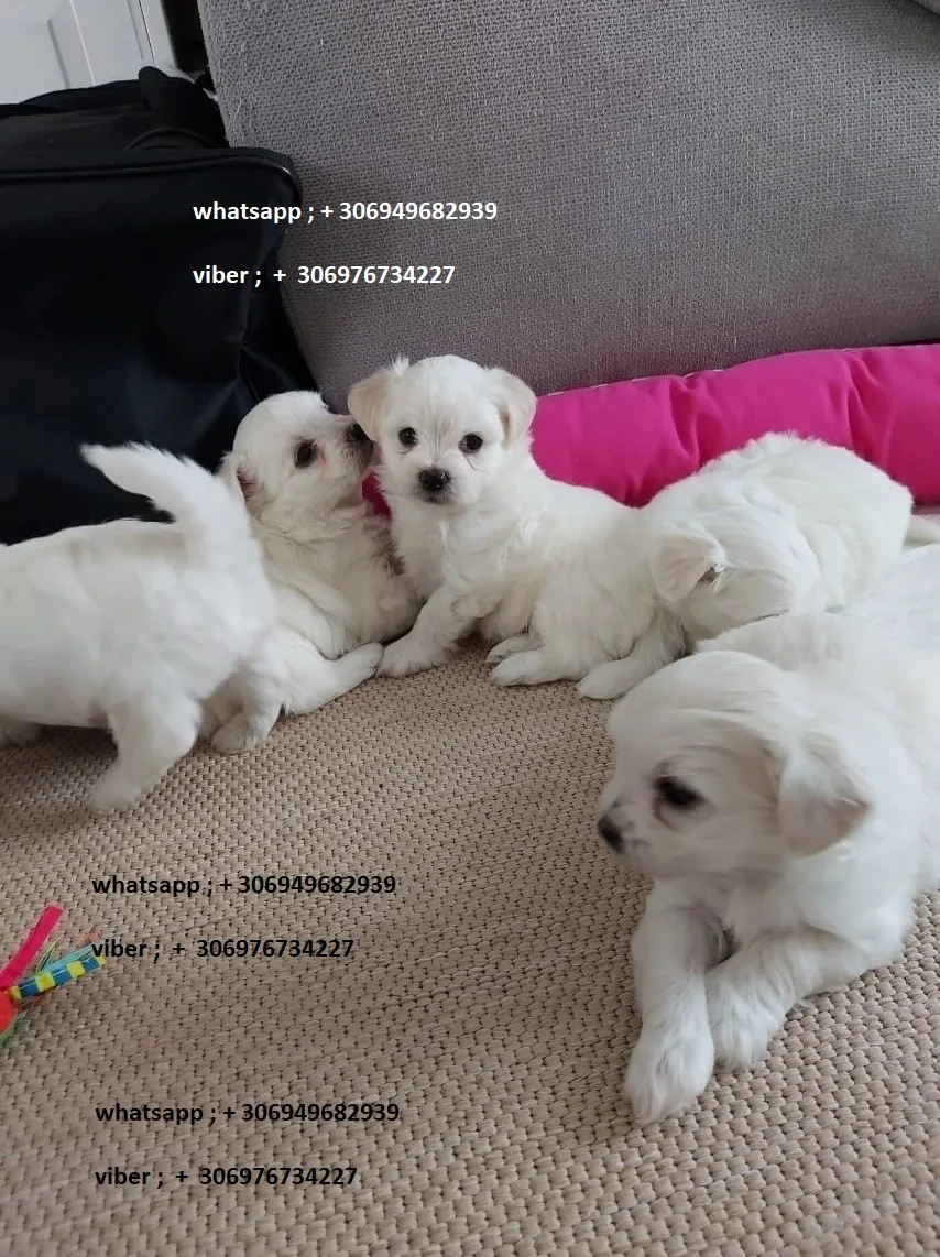 Maltese puppies